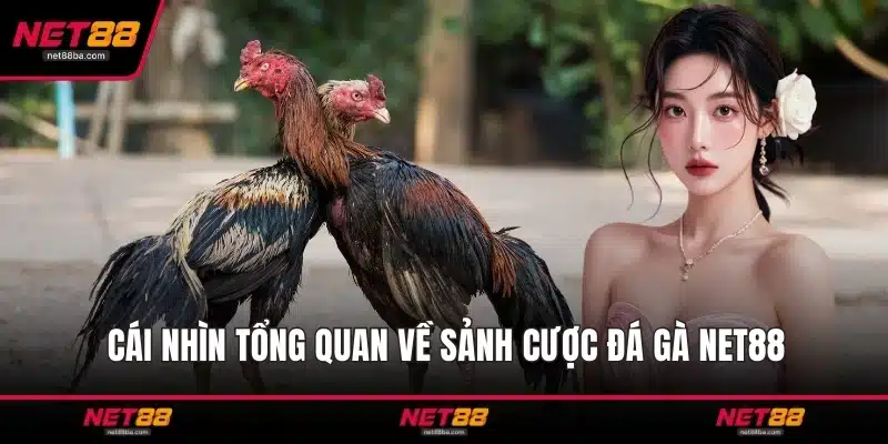 Cái nhìn tổng quan về sảnh cược đá gà NET88