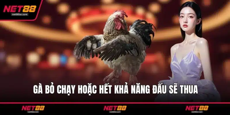 Gà bỏ chạy hoặc hết khả năng đấu sẽ thua