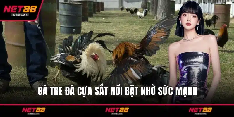 Gà tre đá cựa sắt nổi bật nhờ sức mạnh