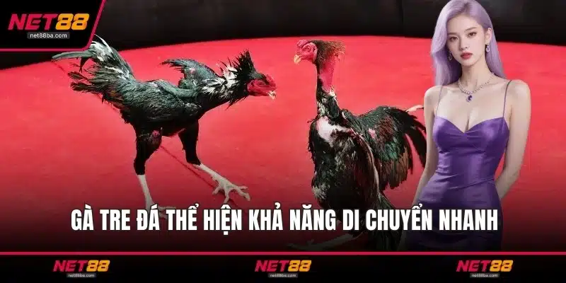 Gà tre đá thể hiện khả năng di chuyển nhanh